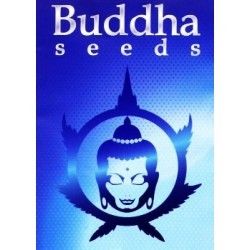 Kraken Fem (3 Semillas) Buddha Seeds