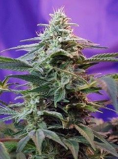 Sweet Seeds Sweet Special Auto (10 Semillas)