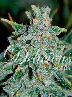 Delicious Seeds Northern Light Blue Auto (3 Semillas)