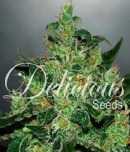 Delicious Seeds Critical Jack Herer Auto (5 Semillas)