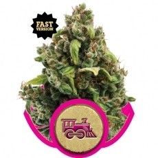 Royal Queen Candy Kush Express Fast (5 Semillas)