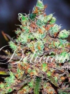 Delicious Seeds Cotton Candy Fem (1 Semilla)