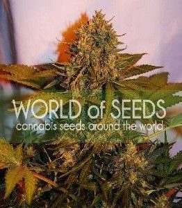 World Of Seeds Northern Light X Big Bud Auto (7 Semillas)