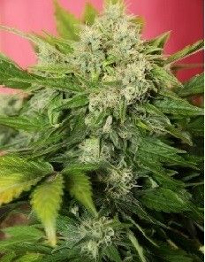 Joint Doctor´s Chronic Ryder Auto (3 Semillas)